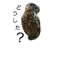 [LINEスタンプ] owl owl love