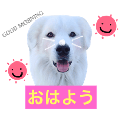 [LINEスタンプ] dog stamp531