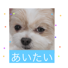 [LINEスタンプ] ジルレイララの恋のかけひきスタンプ