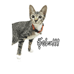 [LINEスタンプ] Fifa Crazy Cat