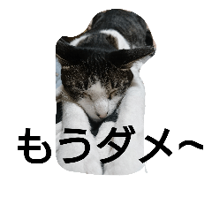 [LINEスタンプ] Lazy cat,s