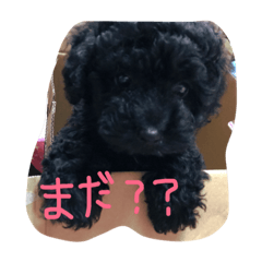 [LINEスタンプ] ベイビーあんちゃん