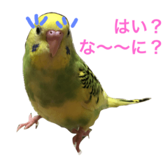 [LINEスタンプ] 可愛いインコの気持ち