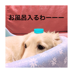 [LINEスタンプ] ᕦ日常①