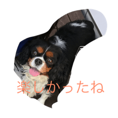 [LINEスタンプ] キャバリアのハル