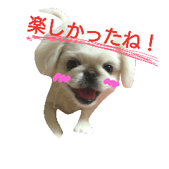 [LINEスタンプ] 友達わんこ