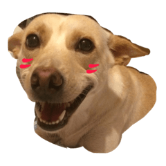 [LINEスタンプ] NJgsm