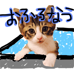 [LINEスタンプ] まいにちねこびより