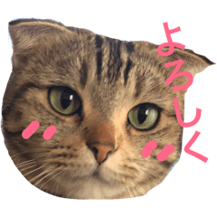 [LINEスタンプ] さんかねちゃん