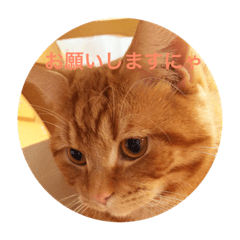 [LINEスタンプ] しまちゃんです