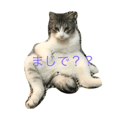[LINEスタンプ] cat cats
