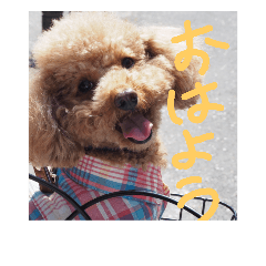 [LINEスタンプ] toypoodle KOUTA