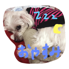 [LINEスタンプ] 可愛い動物達シリーズ