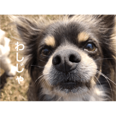 [LINEスタンプ] うちの犬たちだよ