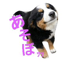 [LINEスタンプ] 可愛いバーニーズ＆ゴールデン