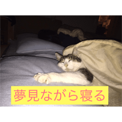 [LINEスタンプ] 寝てる猫のスタンプ