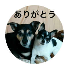 [LINEスタンプ] ピース ＆ さくら