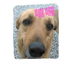 [LINEスタンプ] Jimmy and Happy