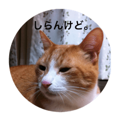 [LINEスタンプ] 実家のシロちゃん