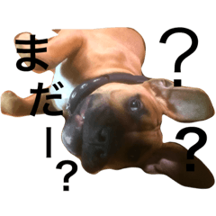[LINEスタンプ] Pitbulls