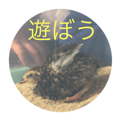 [LINEスタンプ] カイル