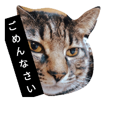 [LINEスタンプ] 猫 ごめん！