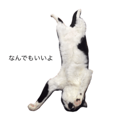 [LINEスタンプ] 白黒ねこのごろーさん