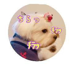 [LINEスタンプ] Tさん家の愉快な妖精たち 第2弾