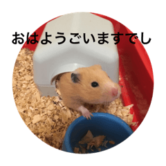 [LINEスタンプ] ハムでし