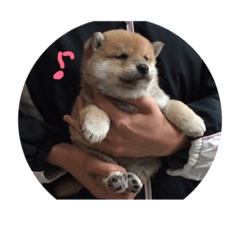 [LINEスタンプ] 柴犬子犬