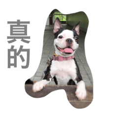 [LINEスタンプ] Boston Terrier Hoya＆Abby Life