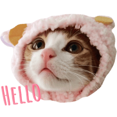 [LINEスタンプ] ロビンと愉快な仲間たち