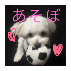 [LINEスタンプ] がじまるくん