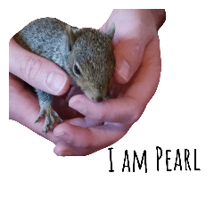 [LINEスタンプ] Pearl the Squirrel