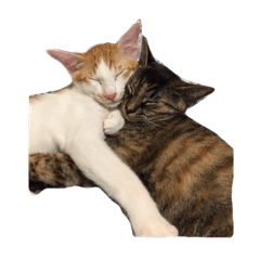 [LINEスタンプ] Loco Actの猫スタンプ第1弾