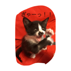 [LINEスタンプ] みぃこ♡♡くろこ