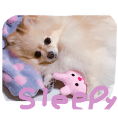 [LINEスタンプ] ポメラニアンさま
