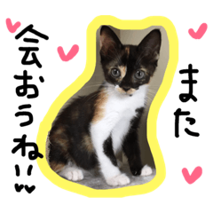 [LINEスタンプ] 三毛猫キティちゃん♡写真スタンプの画像（メイン）