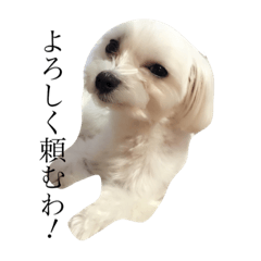 [LINEスタンプ] マルチーズの丸①