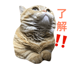 [LINEスタンプ] 短足にゃんこモコのスタンプ