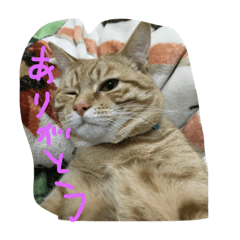 [LINEスタンプ] 仲良し猫家族2