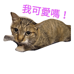 [LINEスタンプ] BCate