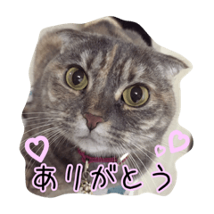 [LINEスタンプ] スコティッシュのココちゃん