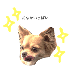 [LINEスタンプ] ココ＆ニコ＆ペコ
