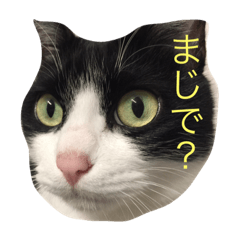 [LINEスタンプ] 千代錦