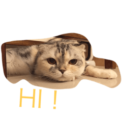 [LINEスタンプ] Three small meow