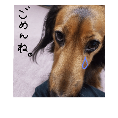 [LINEスタンプ] my dog moka