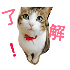 [LINEスタンプ] TETO is my pet