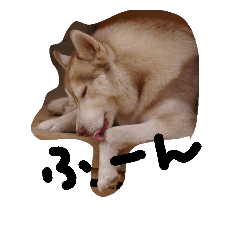 [LINEスタンプ] ハスキー犬バルちゃんのスタンプの画像（メイン）