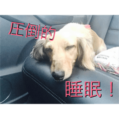 [LINEスタンプ] 寝たいときに使うスタンプ